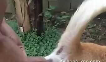 Xvideos Zoo