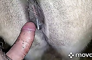 Animals Porn