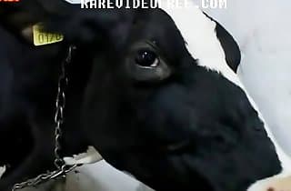X X X Cow And Dog Bp - Cow And Horse Xxx | Sex Pictures Pass