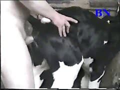 Beastiality TV: cow-sex