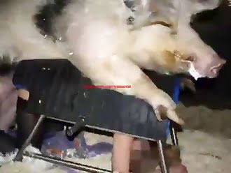 Beastialty Videos Dog Fucking Girl - Beastiality - animal sex tube site - with only best ...