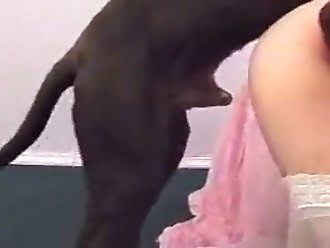 Sexy Dog Porn - Beastiality TV: dogs-porn