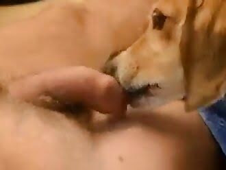 Zoophilia Dog Blowjob - Fucked By Dog Blowjob | Sex Pictures Pass