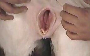 bestiality porn, zoo porn videos