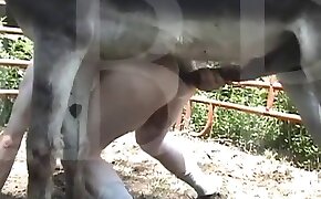 free zoo porn, beastiality videos