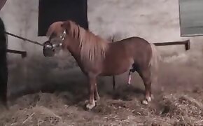 pony, animal porn