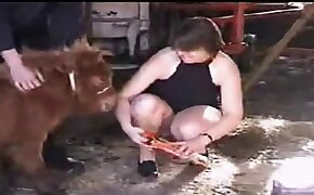 pony, animal porn