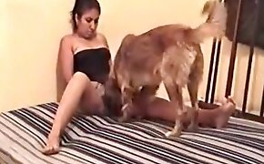 dog porn, sex with animal
